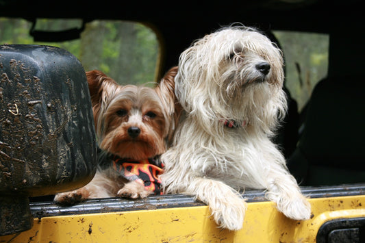 De bästa hundbilsbältena för din lurviga vän xDogs AB