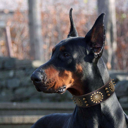 Förhöj din hunds stil med vår Läder Kung Hundhalsband!  Glamour-Svart-Vitt-Snö-köp-nu-Familj-Stad-Grön-Rosa-Resa-Vår-Sommar