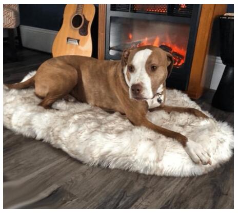 Super soft, comfortable relaxing dog bed