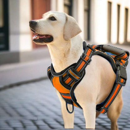 Hund-Dog-Pet-Orange-Black-red-vest-sele-bild-1