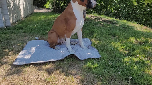 Kyldyna för Hund och Katt under Sommaren är den perfekta lösningen för att hålla ditt husdjur svalt och bekvämt under de varma sommarmånaderna. xDogs AB