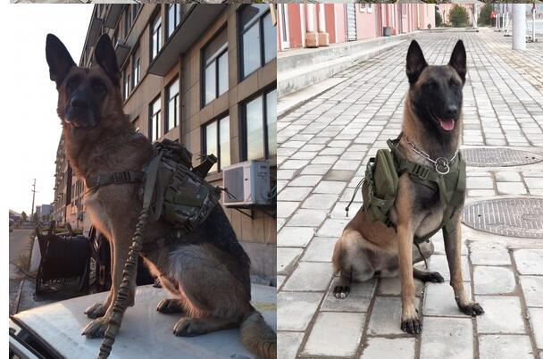 Tactical Dog Vest for Security Work and Dog Training 